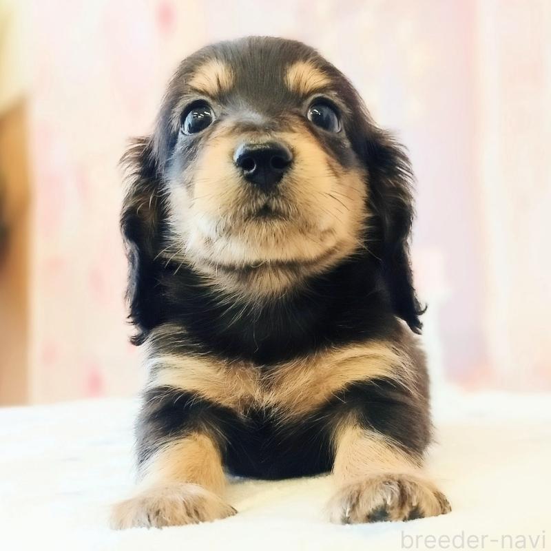 販売中の和歌山県のミニチュアダックスフンド(ロングヘアード)-444639