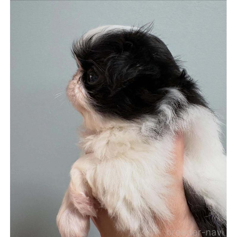 販売中の大阪府の狆 (チン)-447020の5枚目