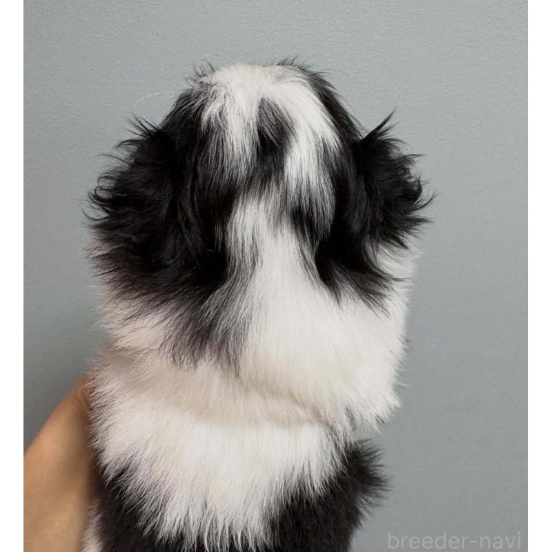 販売中の大阪府の狆 (チン)-447020の3枚目