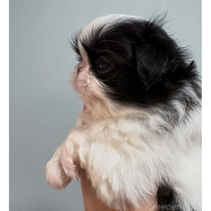 販売中の大阪府の狆 (チン)-447020の2枚目