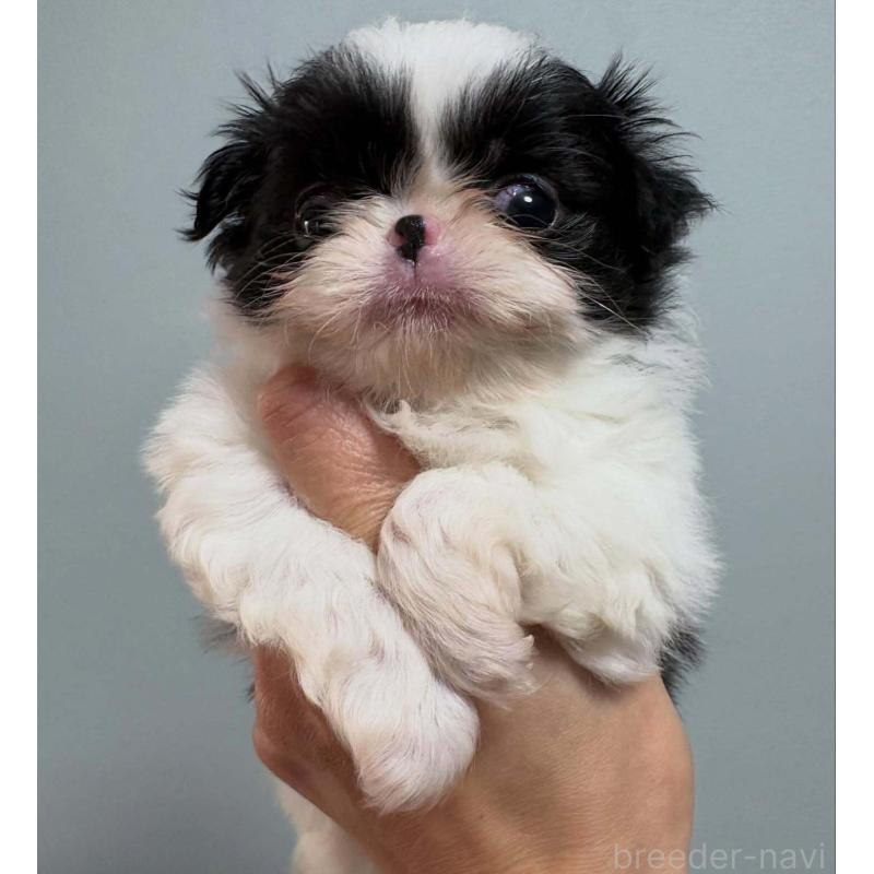 販売中の大阪府の狆 (チン)-447020