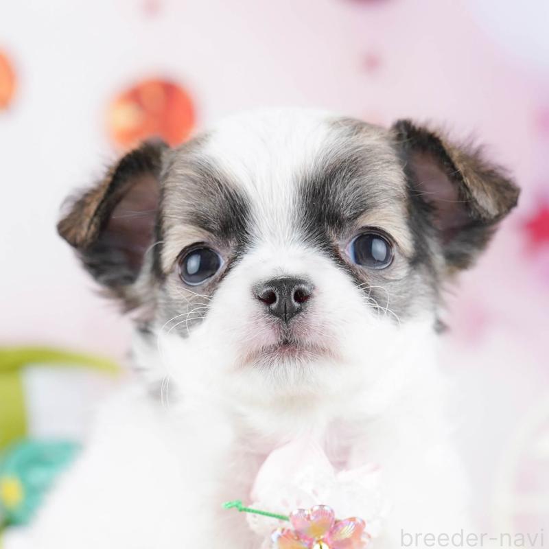 販売中の神奈川県のチワワ(ロングコート)-447023