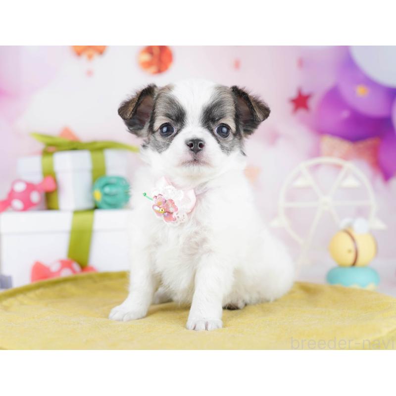 販売中の神奈川県のチワワ(ロングコート)-447023の15枚目