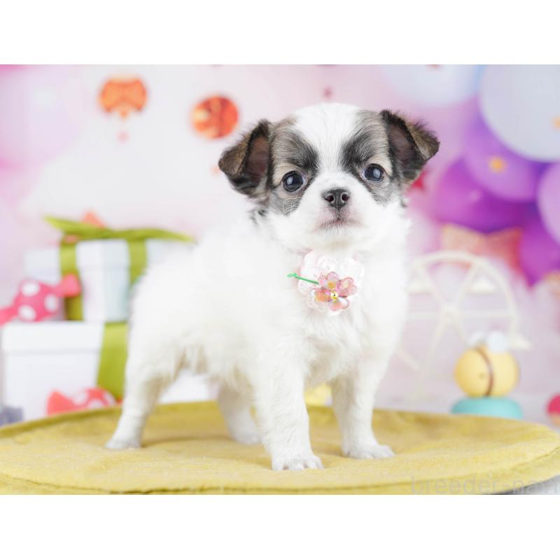 販売中の神奈川県のチワワ(ロングコート)-447023の14枚目