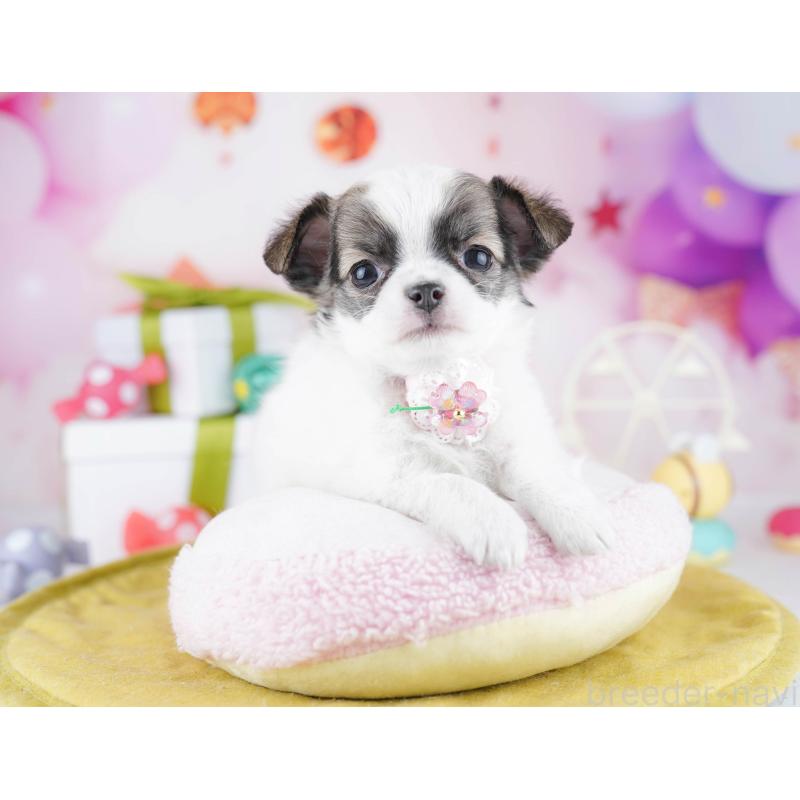 販売中の神奈川県のチワワ(ロングコート)-447023の13枚目