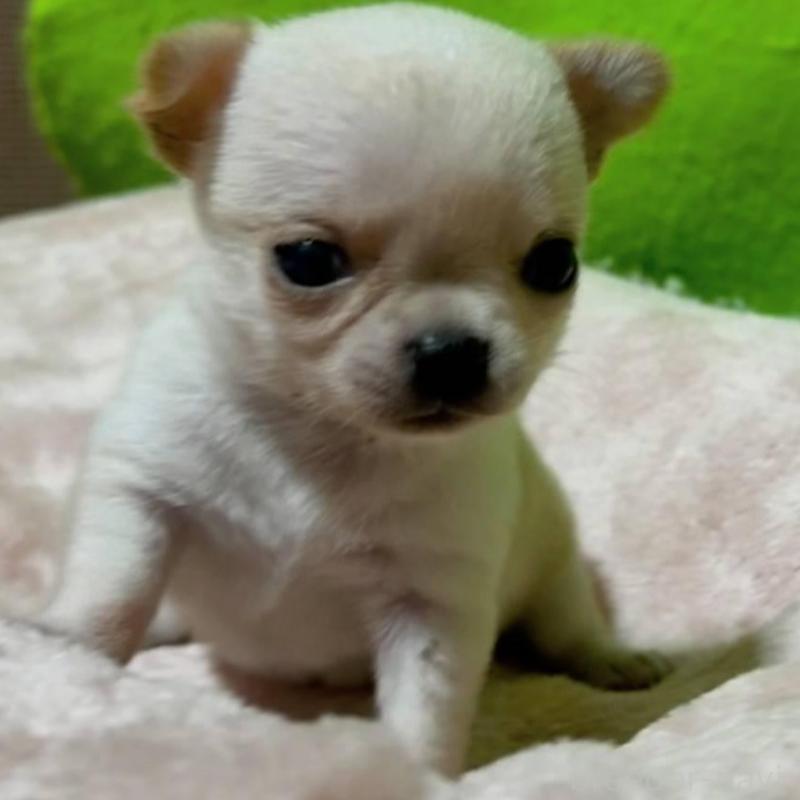 販売中の山口県のチワワ(ロングコート)-447021の6枚目