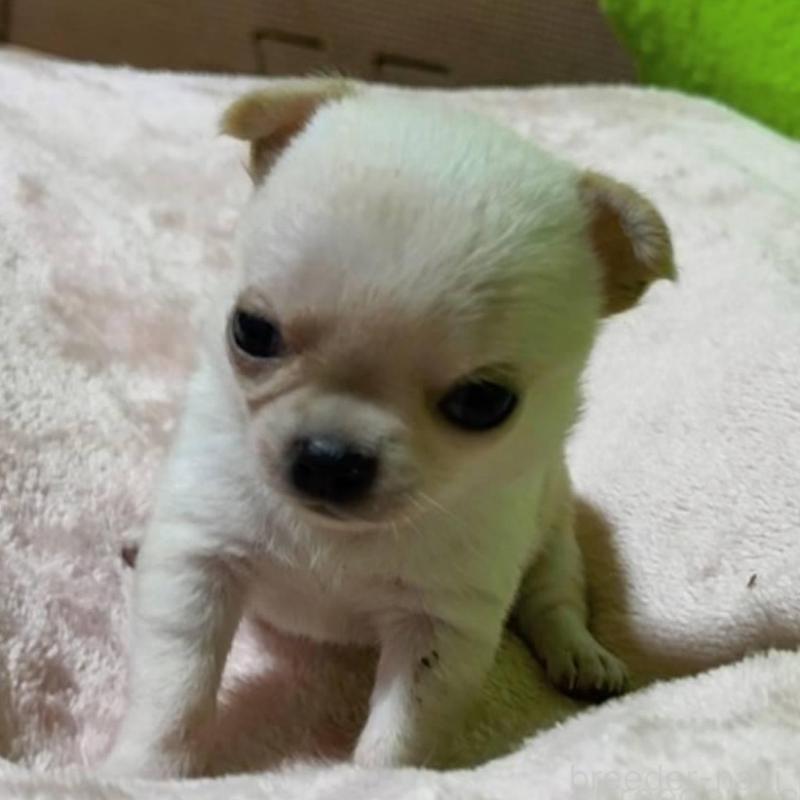 販売中の山口県のチワワ(ロングコート)-447021の5枚目