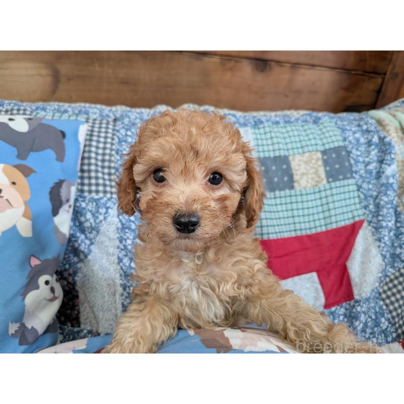 販売中の長野県のタイニープードル-440959の2枚目