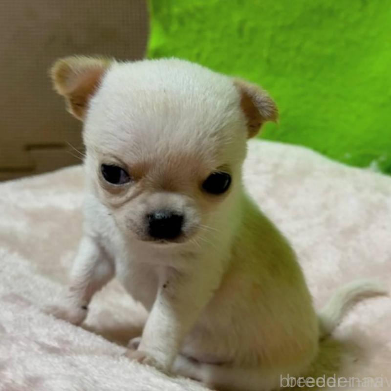 販売中の山口県のチワワ(ロングコート)-447021の4枚目