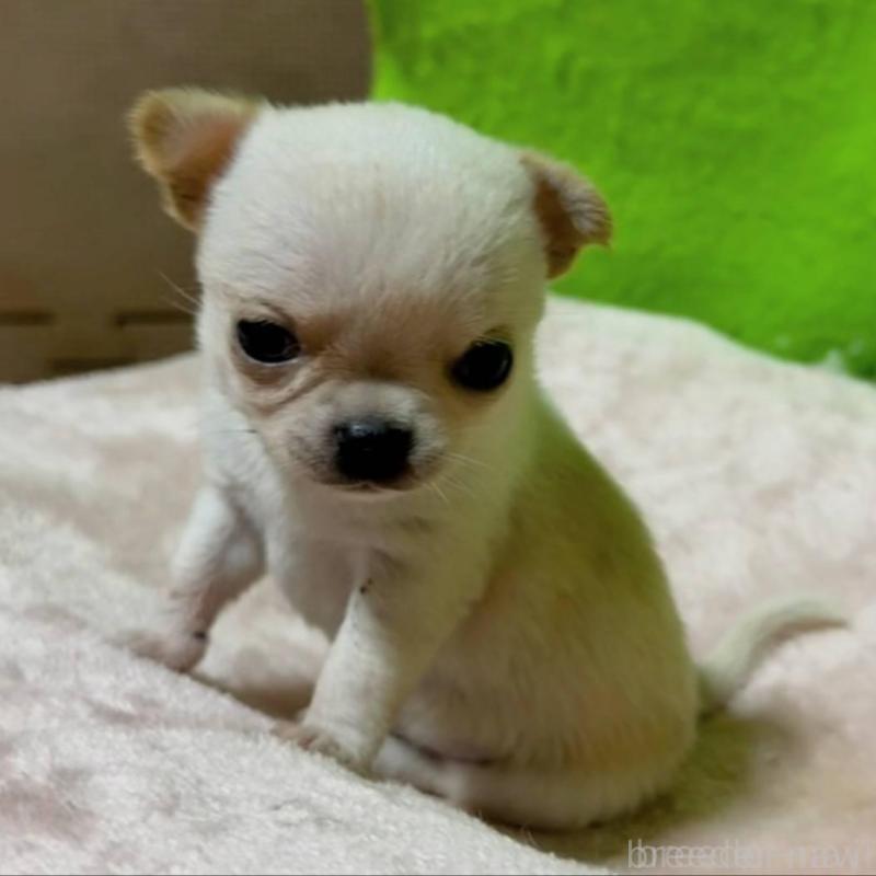 販売中の山口県のチワワ(ロングコート)-447021の2枚目