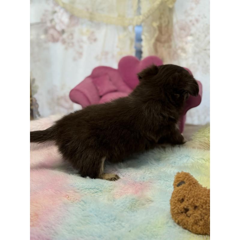 販売中の宮崎県のチワワ(ロングコート)-447025の9枚目