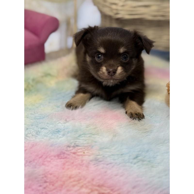 販売中の宮崎県のチワワ(ロングコート)-447025の8枚目