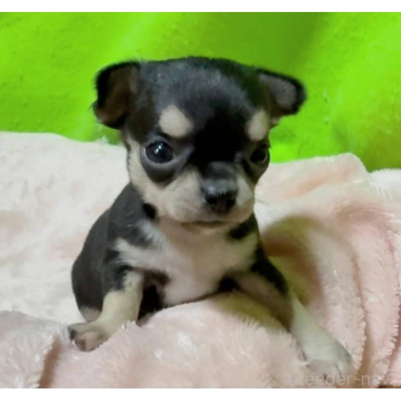 販売中の山口県のチワワ(ロングコート)-447022の6枚目