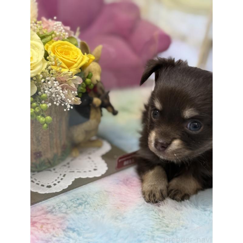 販売中の宮崎県のチワワ(ロングコート)-447025の7枚目