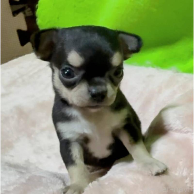 販売中の山口県のチワワ(ロングコート)-447022の5枚目