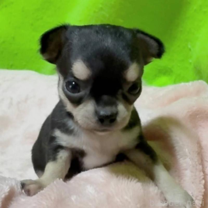 販売中の山口県のチワワ(ロングコート)-447022の3枚目