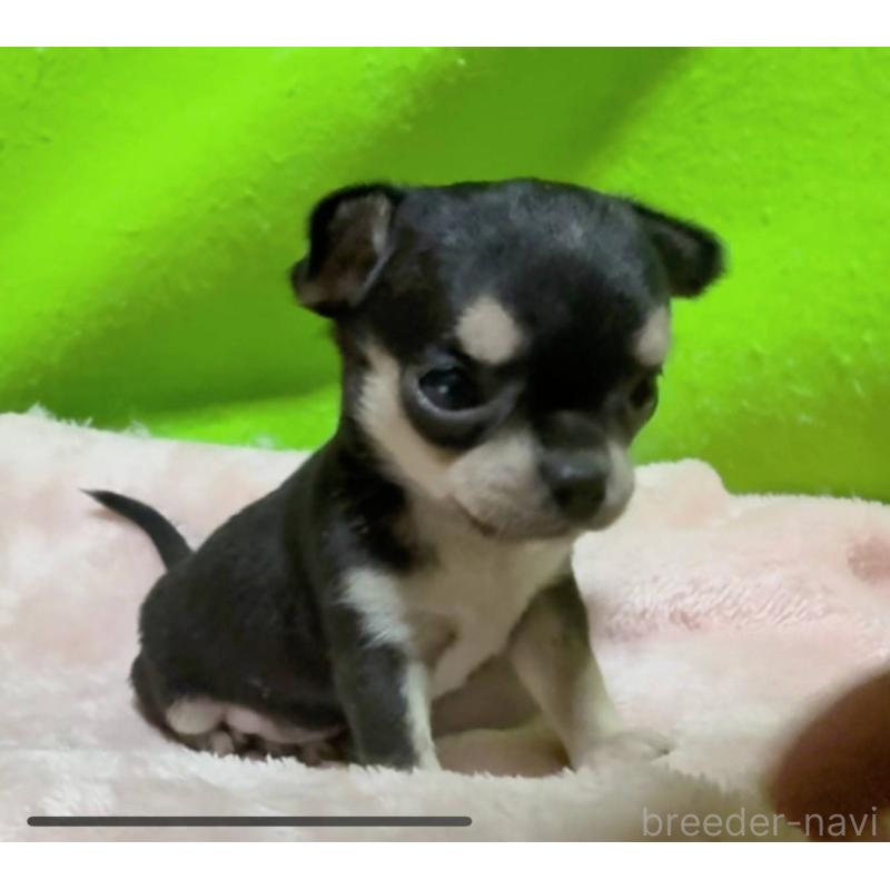 販売中の山口県のチワワ(ロングコート)-447022の2枚目