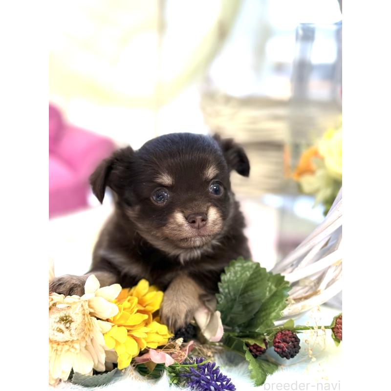 販売中の宮崎県のチワワ(ロングコート)-447025の5枚目