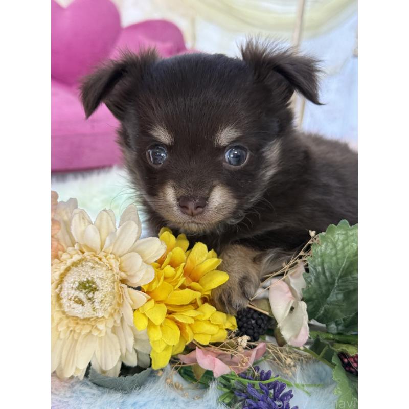 販売中の宮崎県のチワワ(ロングコート)-447025の4枚目