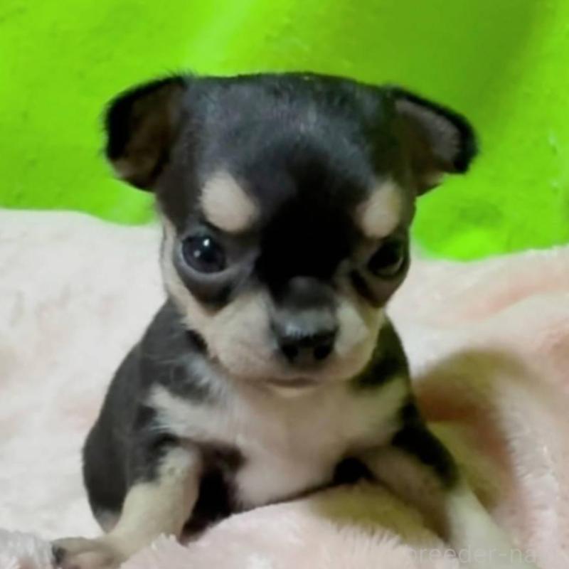 販売中の山口県のチワワ(ロングコート)-447022の1枚目