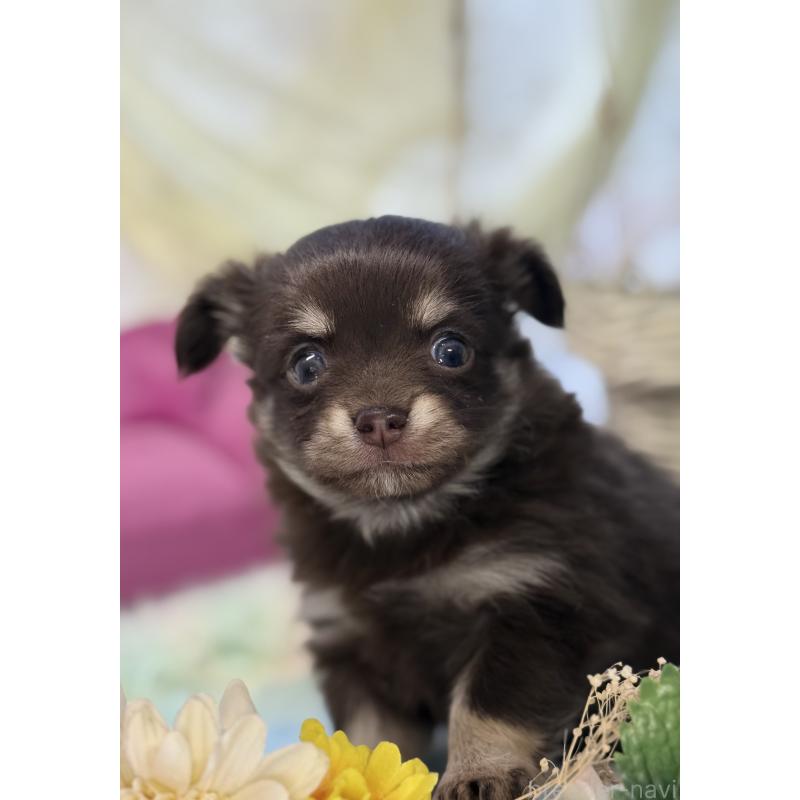 販売中の宮崎県のチワワ(ロングコート)-447025の3枚目