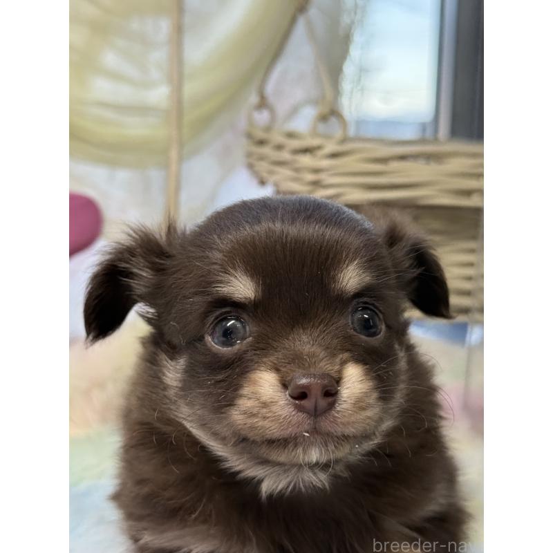 販売中の宮崎県のチワワ(ロングコート)-447025の2枚目