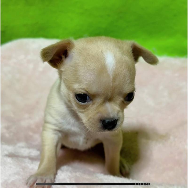 販売中の山口県のチワワ(ロングコート)-447024の7枚目