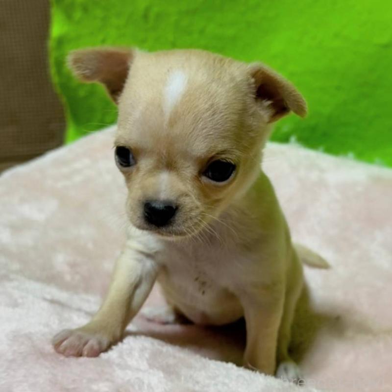 販売中の山口県のチワワ(ロングコート)-447024の5枚目