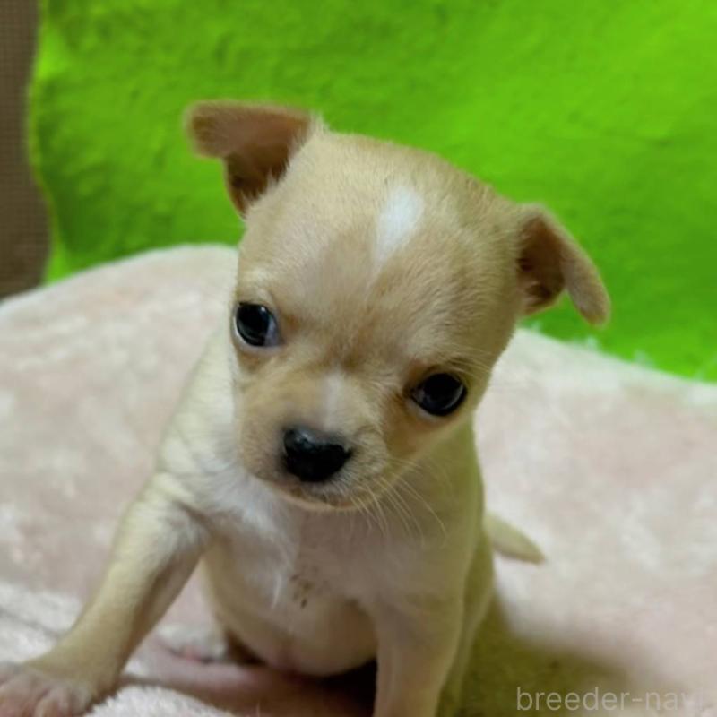 販売中の山口県のチワワ(ロングコート)-447024の4枚目