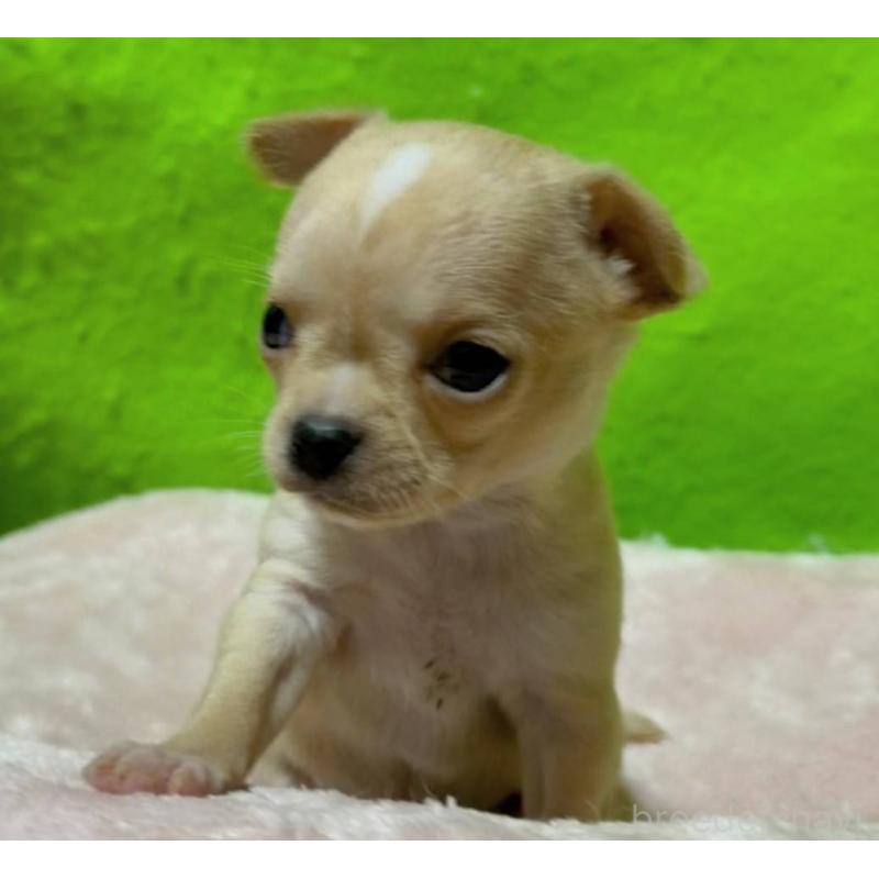 販売中の山口県のチワワ(ロングコート)-447024の3枚目