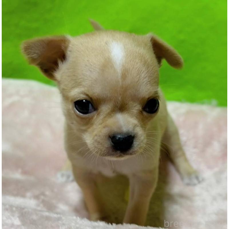 販売中の山口県のチワワ(ロングコート)-447024の2枚目