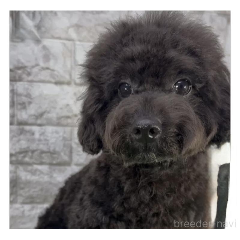 販売中の埼玉県のビションプー:ビションフリーゼ×トイプードル-423430