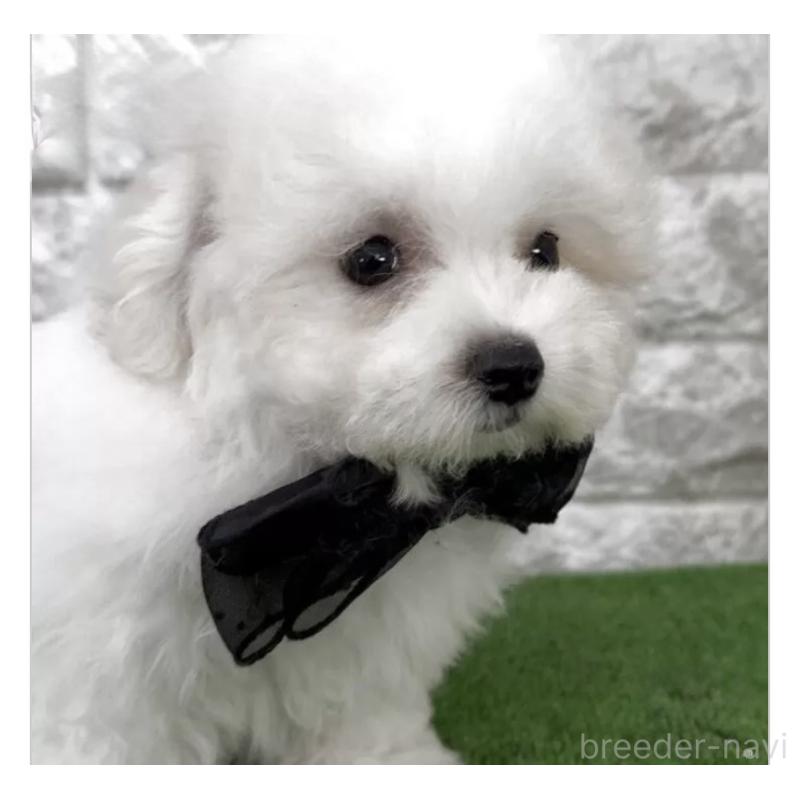 販売中の埼玉県のビションフリーゼ-447026の3枚目