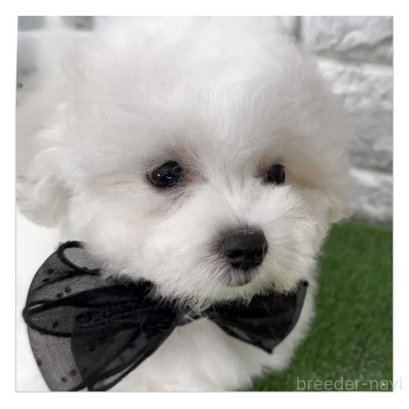 販売中の埼玉県のビションフリーゼ-447026の2枚目