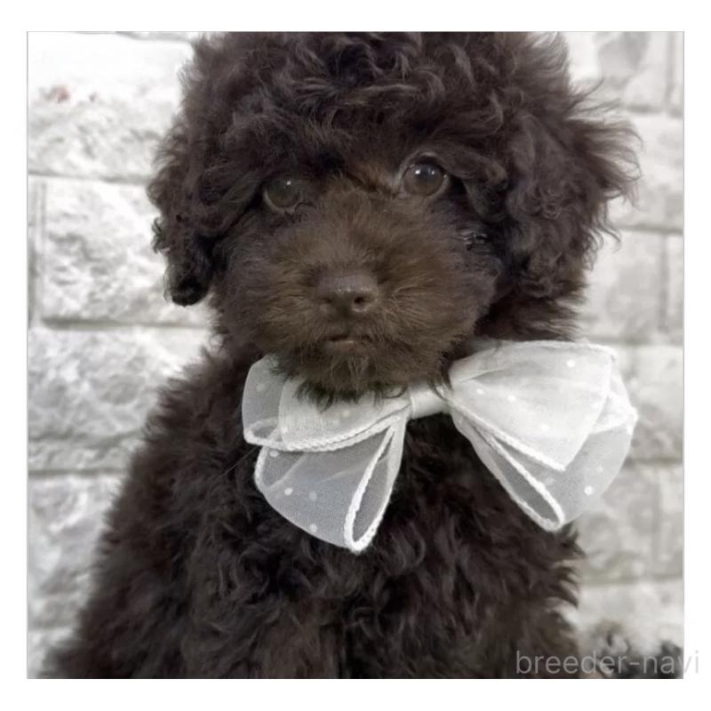 販売中の埼玉県のタイニープードル-438474の3枚目