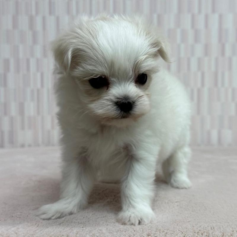 販売中の千葉県のマルチーズ-447027の2枚目