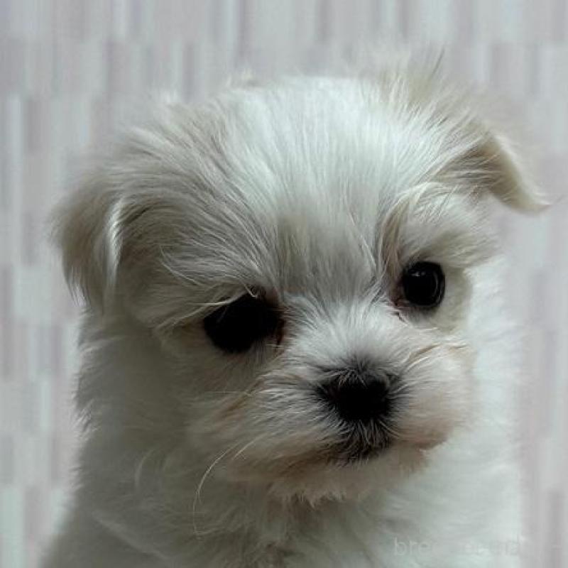 販売中の千葉県のマルチーズ-447027の1枚目