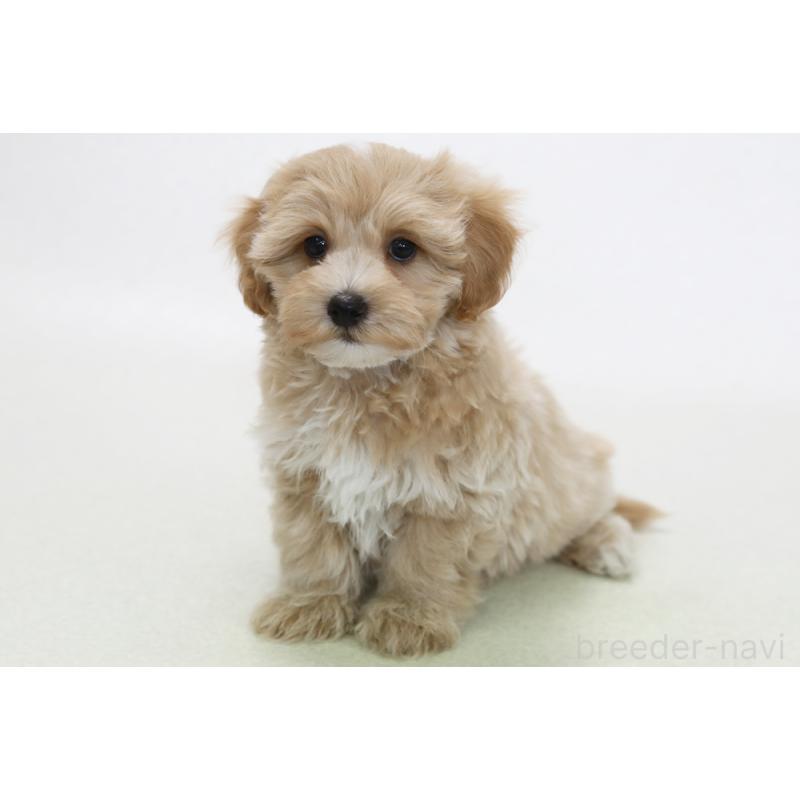 販売中の神奈川県のマルプー:マルチーズ×トイプードル-436550