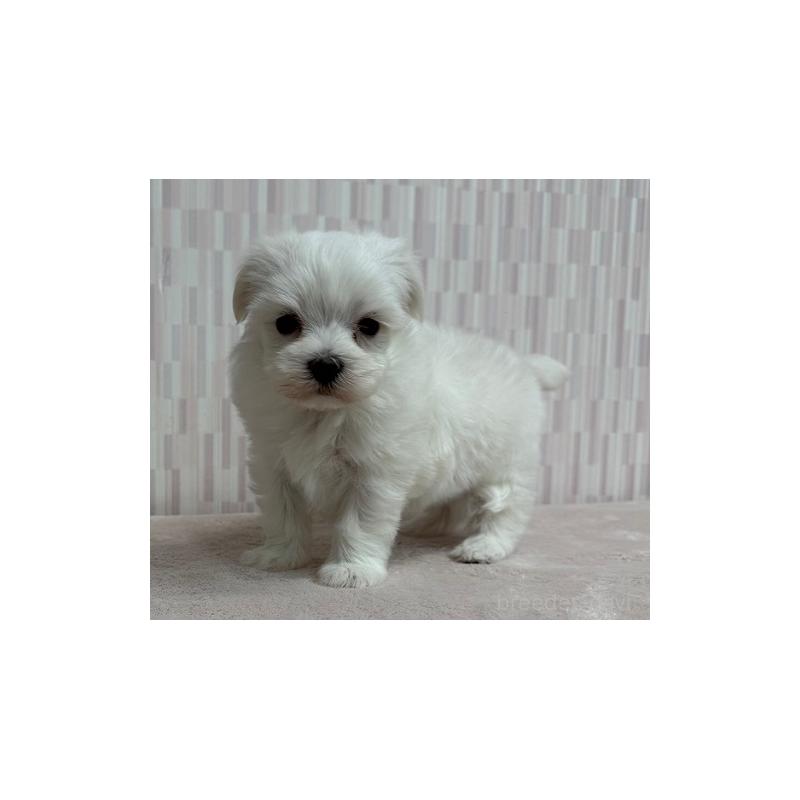 販売中の千葉県のマルチーズ-447028の3枚目