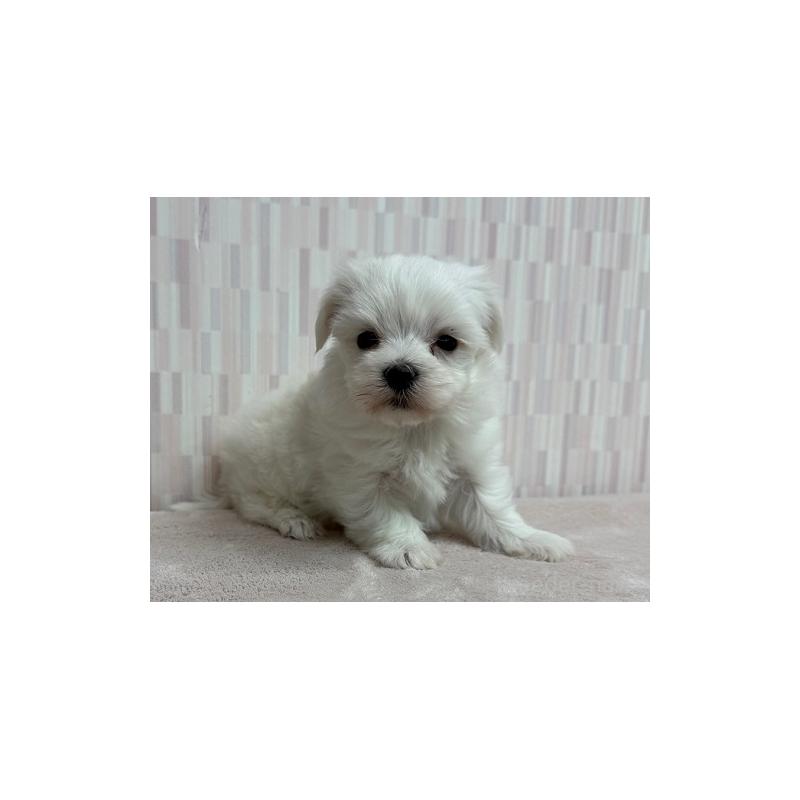 販売中の千葉県のマルチーズ-447028の2枚目