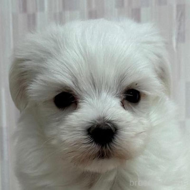 販売中の千葉県のマルチーズ-447028