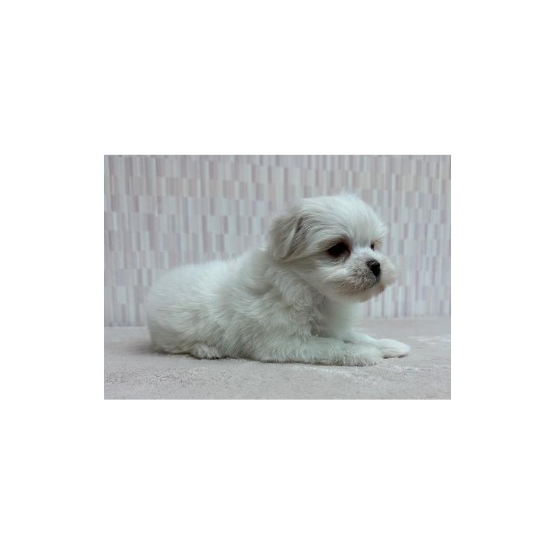 販売中の千葉県のマルチーズ-447029の3枚目