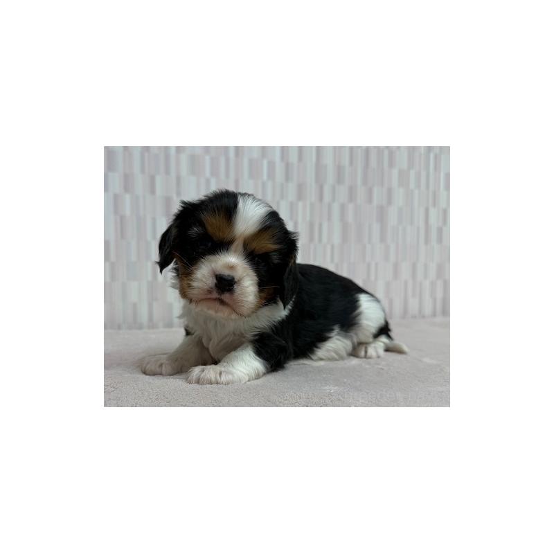 販売中の千葉県のキャバリアキングチャールズスパニエル-447030の3枚目