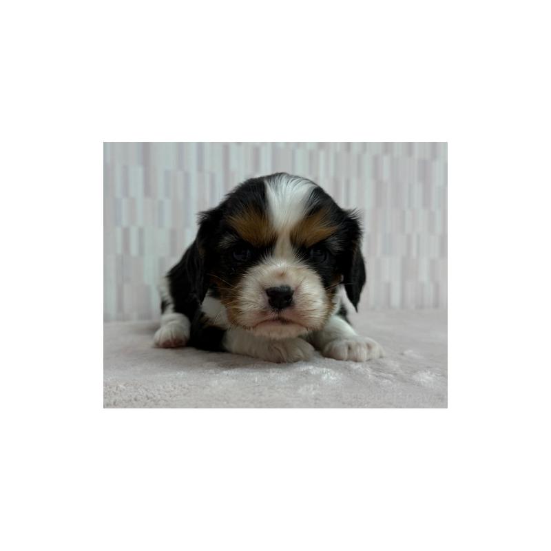 販売中の千葉県のキャバリアキングチャールズスパニエル-447030の2枚目