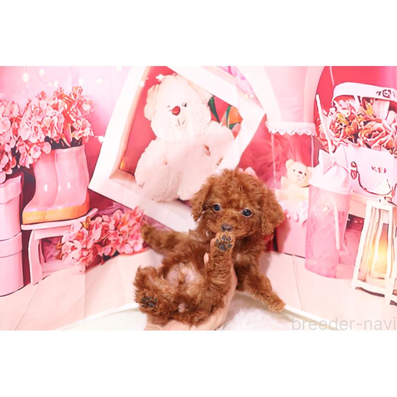 販売中の大阪府のティーカッププードル-447032の3枚目