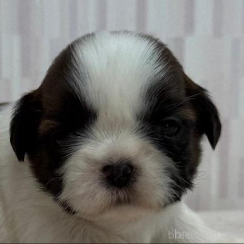 販売中の千葉県のシーズー-447031の1枚目