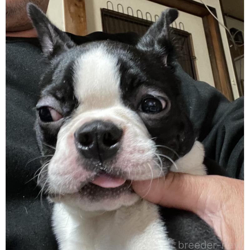 販売中の岡山県のボストンテリア-420781の5枚目