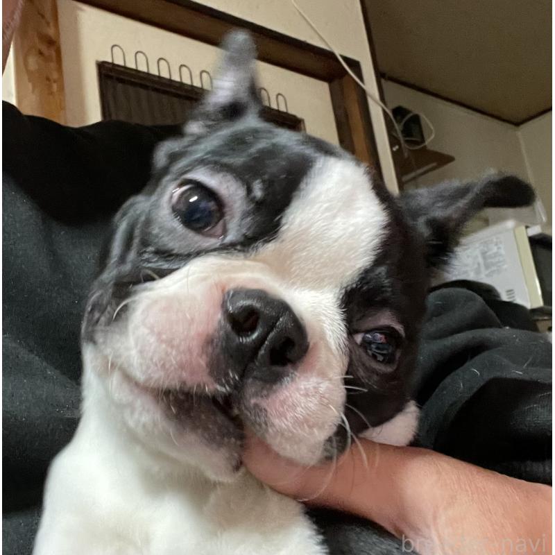 販売中の岡山県のボストンテリア-420781