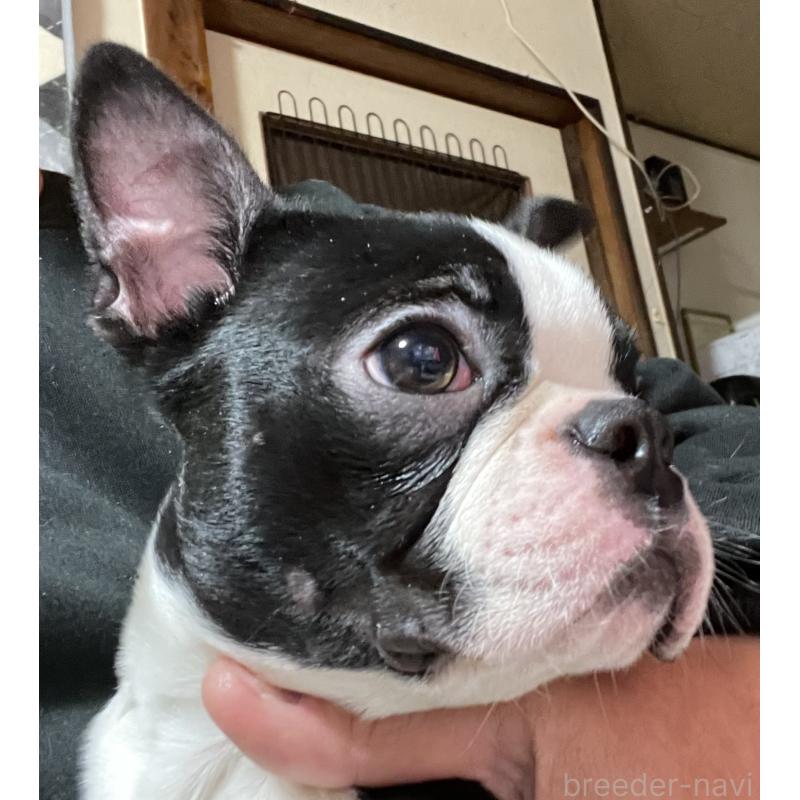 販売中の岡山県のボストンテリア-420781の4枚目