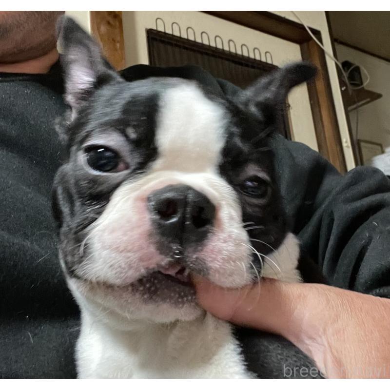 販売中の岡山県のボストンテリア-420781の3枚目